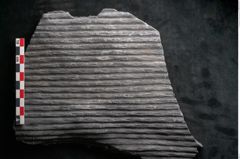 Foto (Detailansicht) von Sigillaria angusta Brongniart (NHMW-GEO-2024-0188-11091)